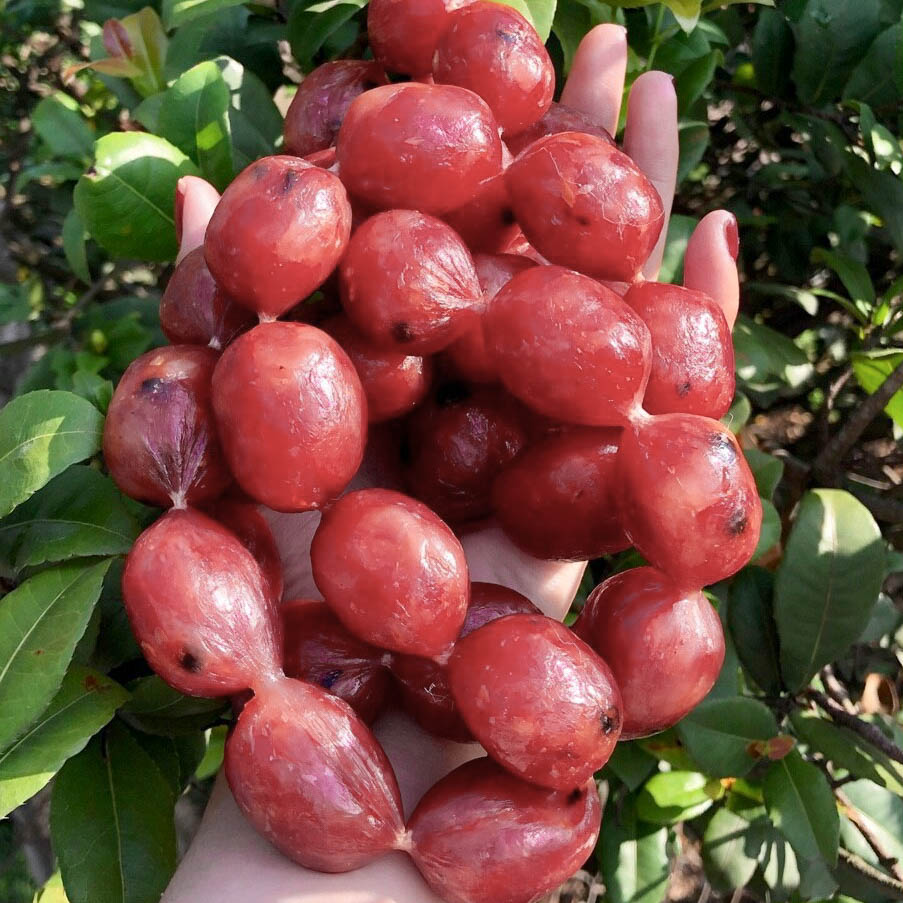 Lạp xưởng tươi Hồ Lô - đặc sản Cai Lậy, Tiền Giang